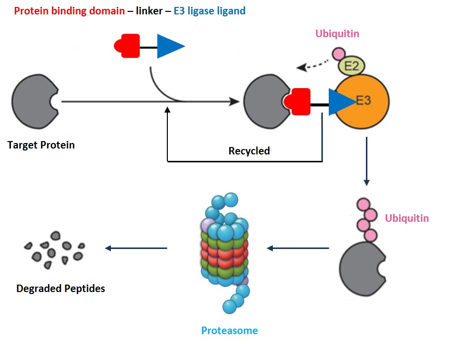 A graphic about a protein degrader